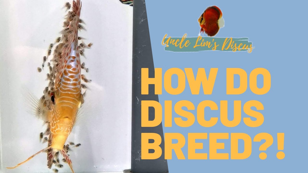 HOW DO DISCUS BREED?!