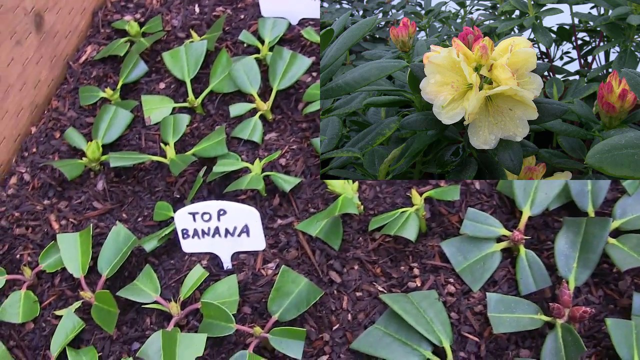 Rhododendron Propagation 2016 is Complete at Kincaid's Nursery.