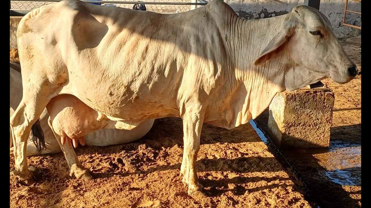 THE ORIGINAL LINES OF THARPARKAR BREED