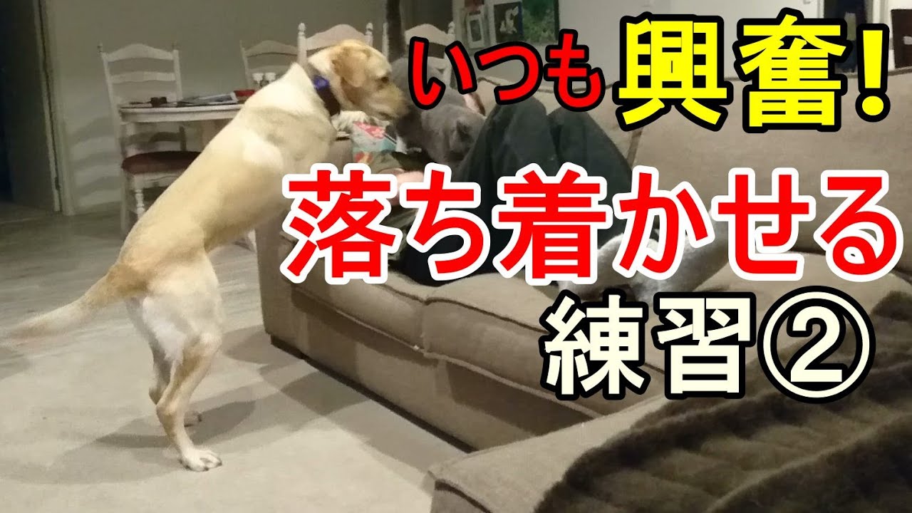 【落ち着きがない犬】の興奮を鎮める練習②