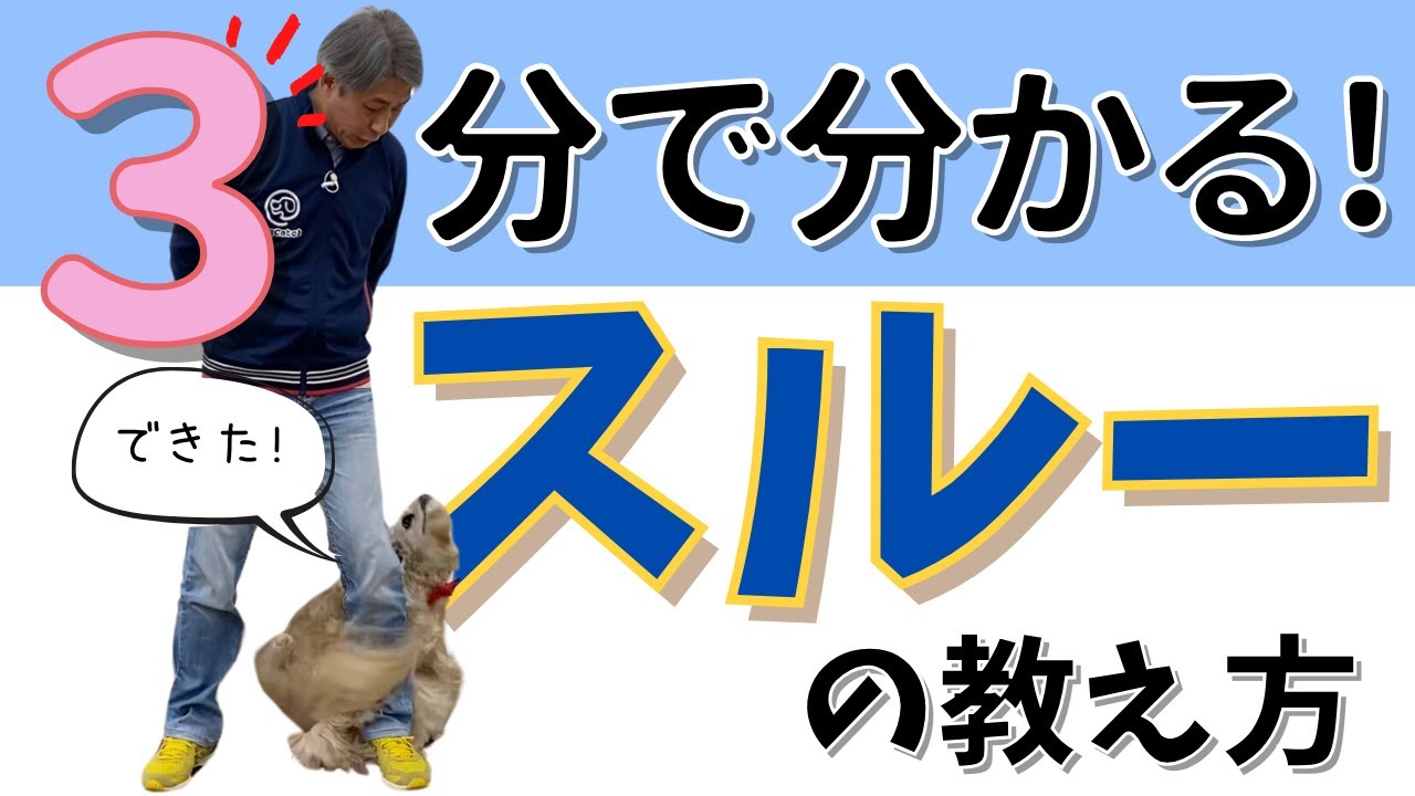 【ドッグトリック】３分で分かる８の字またくぐりの教え方【犬のしつけ】