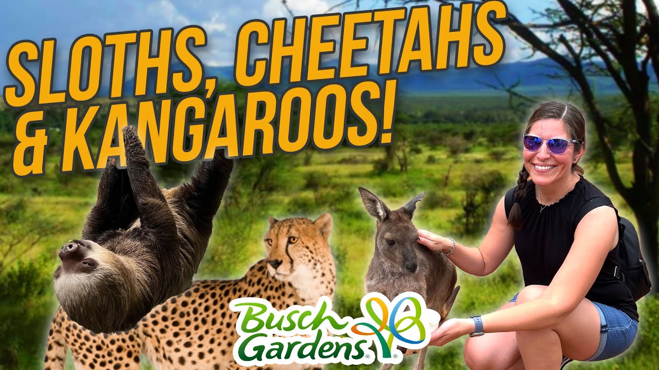 Animal Encounter Tours at Busch Gardens SLOTHS, CHEETAHS & KANGAROOS + Mardi Gras Food!