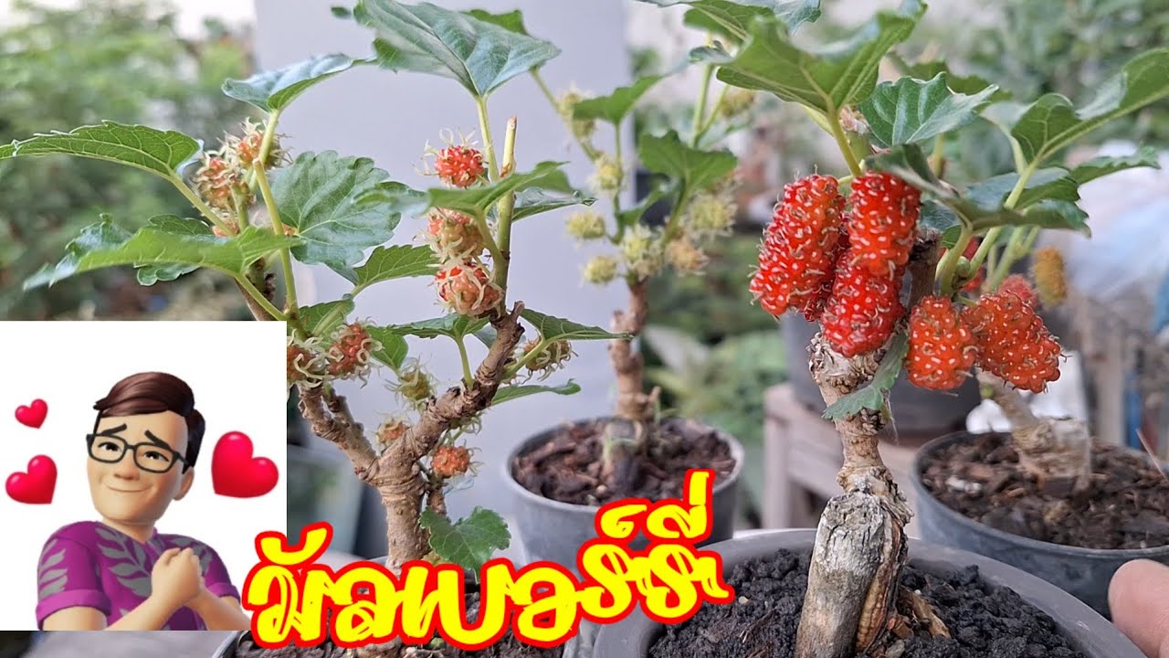 🌿🍒 มัลเบอร์รี่ บอนไซไม้ดูเล่น ข้างบ้านริมสวนนำมาสร้างสรรค์ น่ารักสวยงาม🍇ตะมุตะมิ🙃🙂