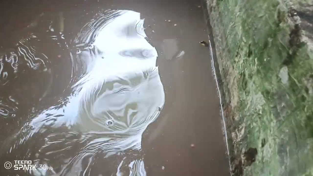 Bắt cá lau kiếng