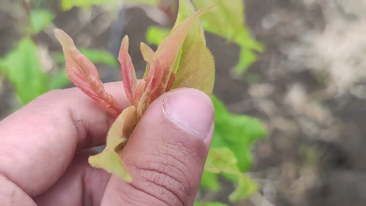برنامج تسميد لتسريع من نمو شتلة البرقوق 🌿🌳🫐 ولاية الطارف