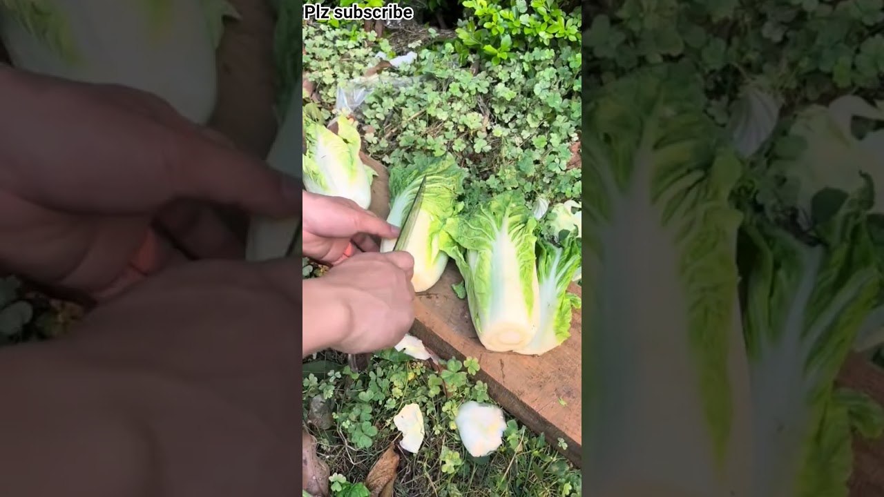 RT 800000354 mini rotary tillage and ridging all in one tree