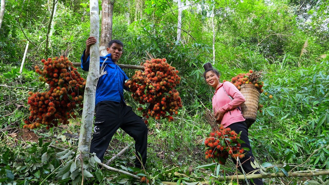 Find Mother Pig Giving Birth In The Forest, Pick Wild Rambutan To Sell At Market | Family Farm