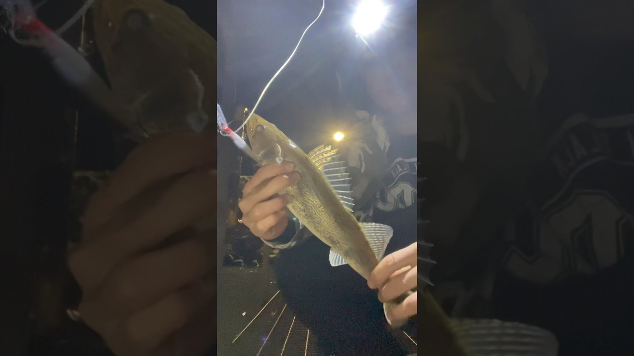 Can you tell me this is SAUGER or SAUGEYE?🤔 #fishing #walleye #sauger #saugeye #hybrid