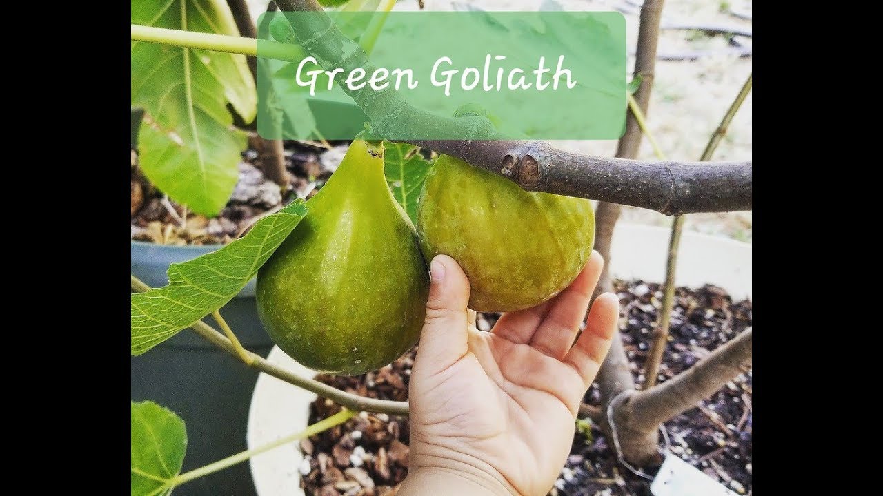 Tasting the Green Goliath fig 2018