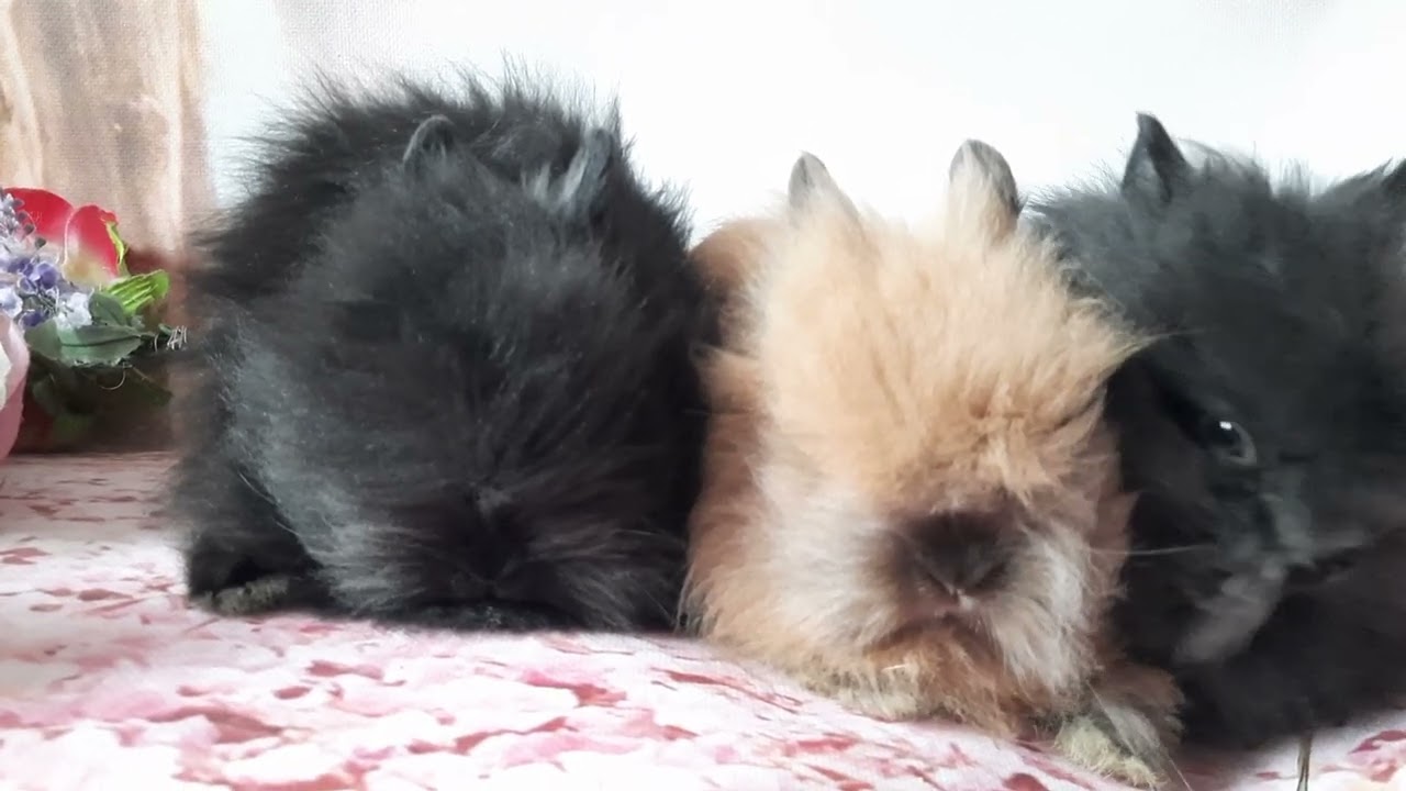 Rudasek szuka domku KrólikiLarzełki Teddy