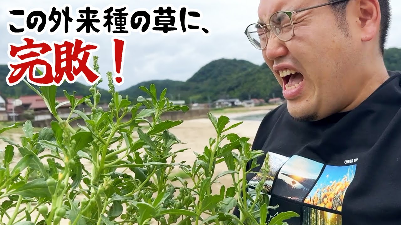 苦すぎる！外来種の草に、完敗！
