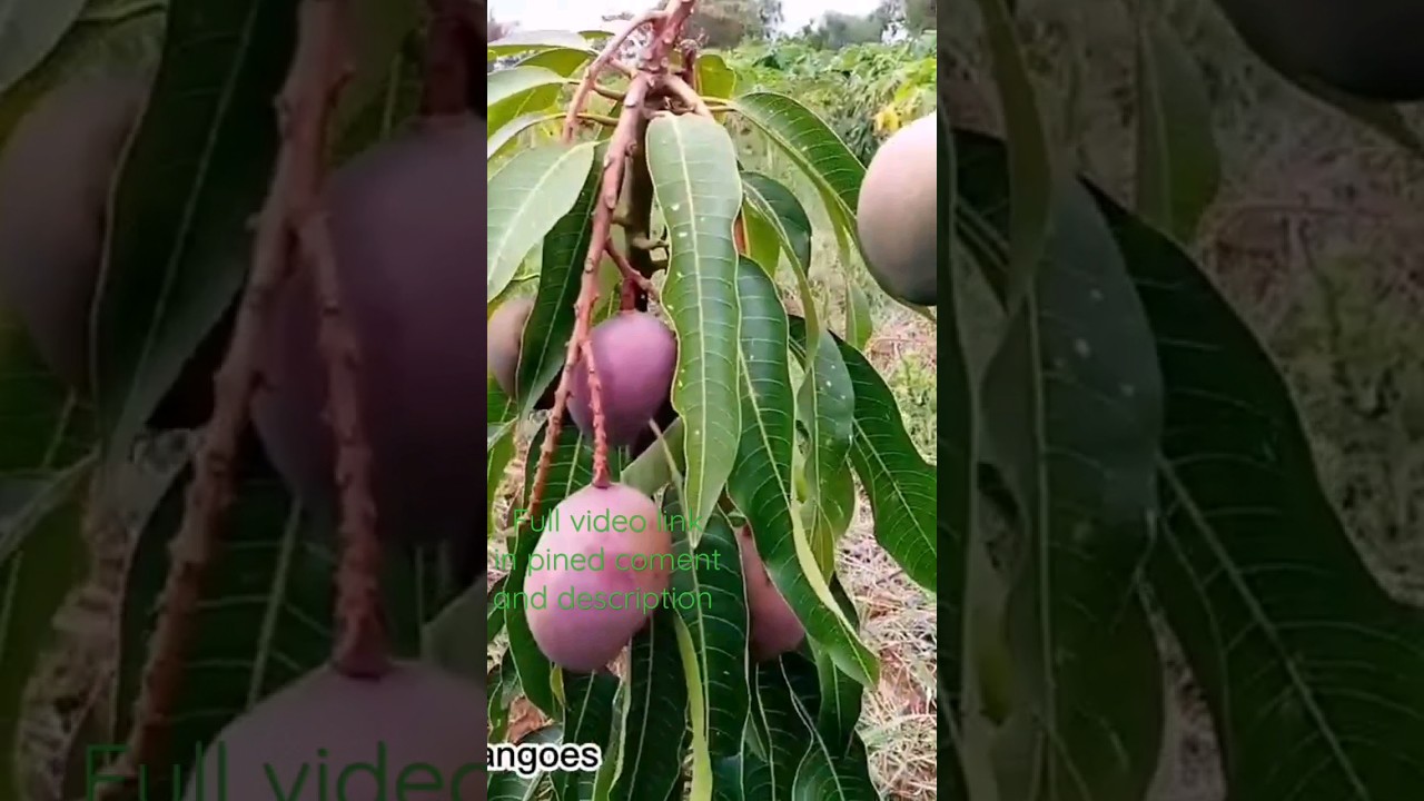 Grafted mango tree already with mangoes 