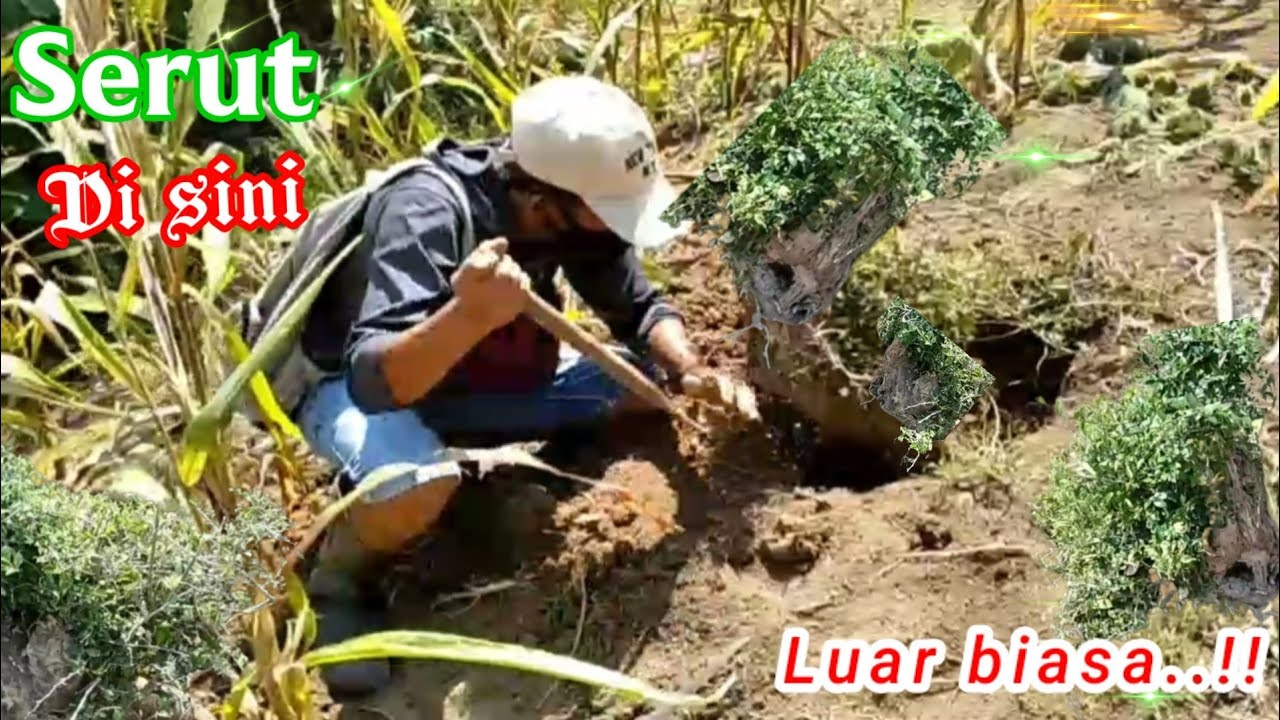 Berburu Bonsai Serut Di Alam