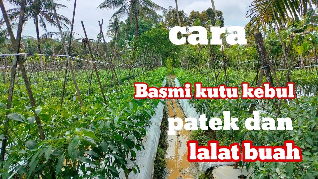 CARA MEMBASMI HAMA KUTU KEBUL PATEK DAN LALAT BUAH PADA TANAMAN CABE