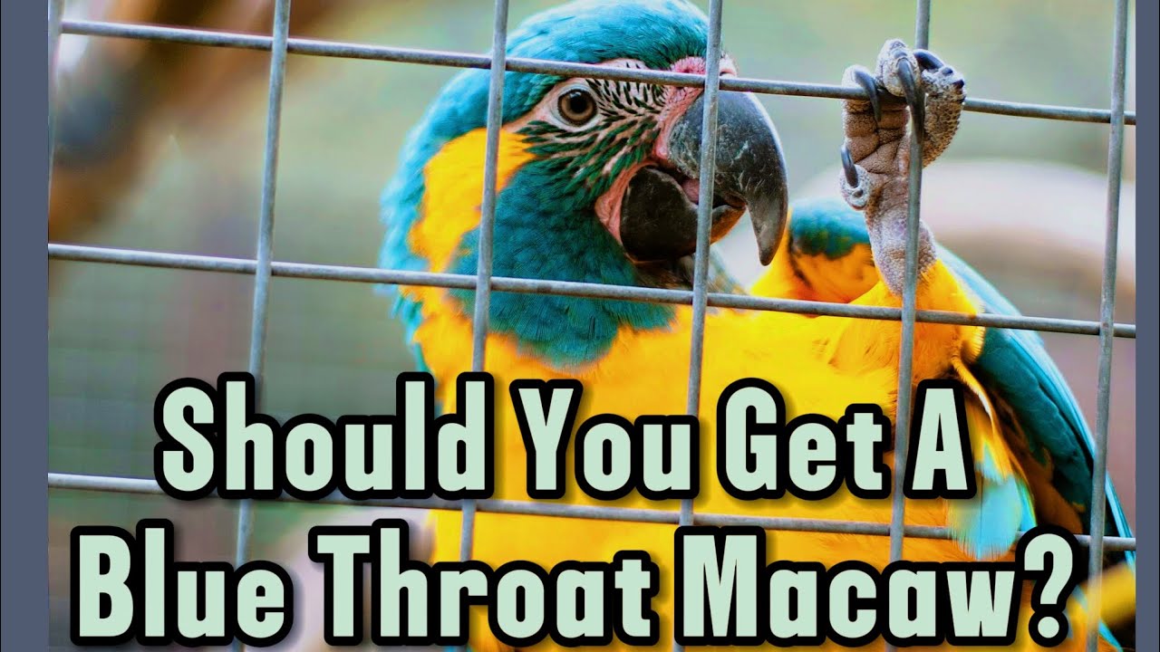 Blue-Throated Macaw as a Pet? The Truth You Need to Know!