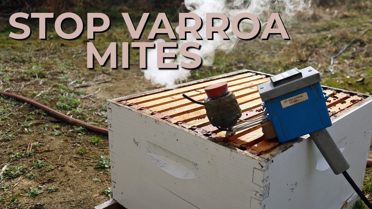Oxalic Acid Treatment for Bees | Stop Varroa Mites & Boost Hive Health
