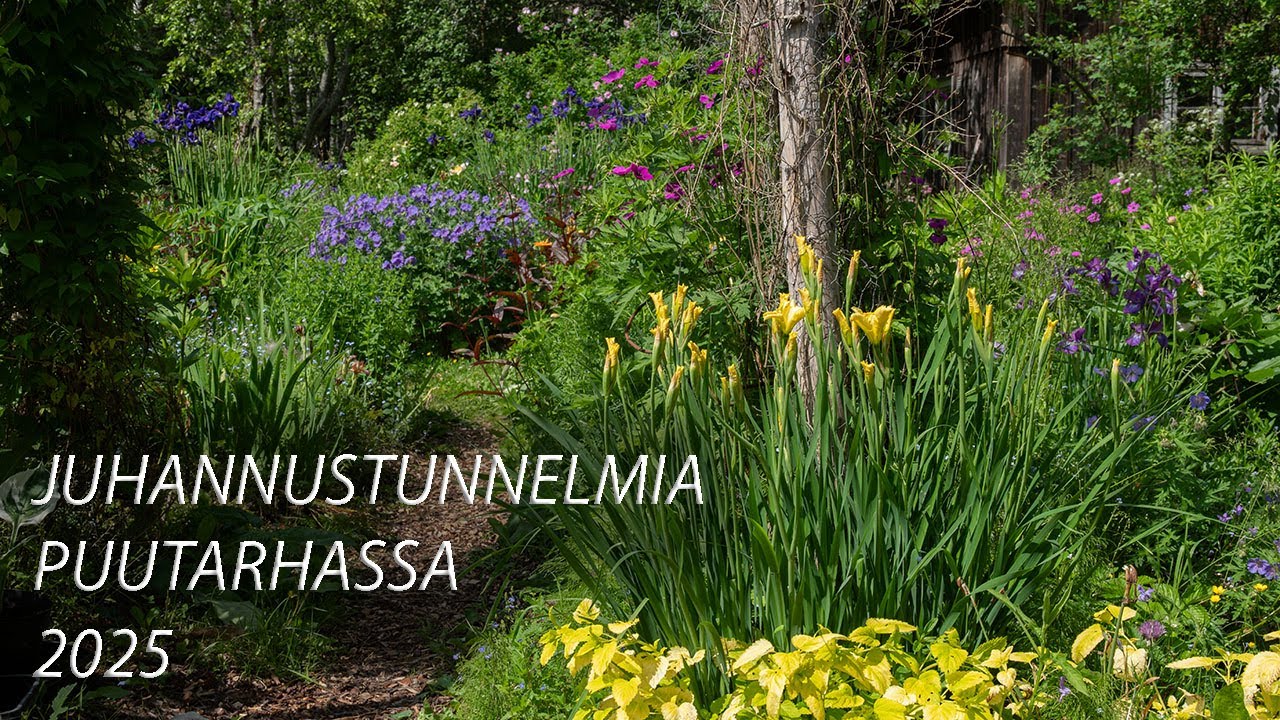 Juhannustunnelmia puutarhassa 2025
