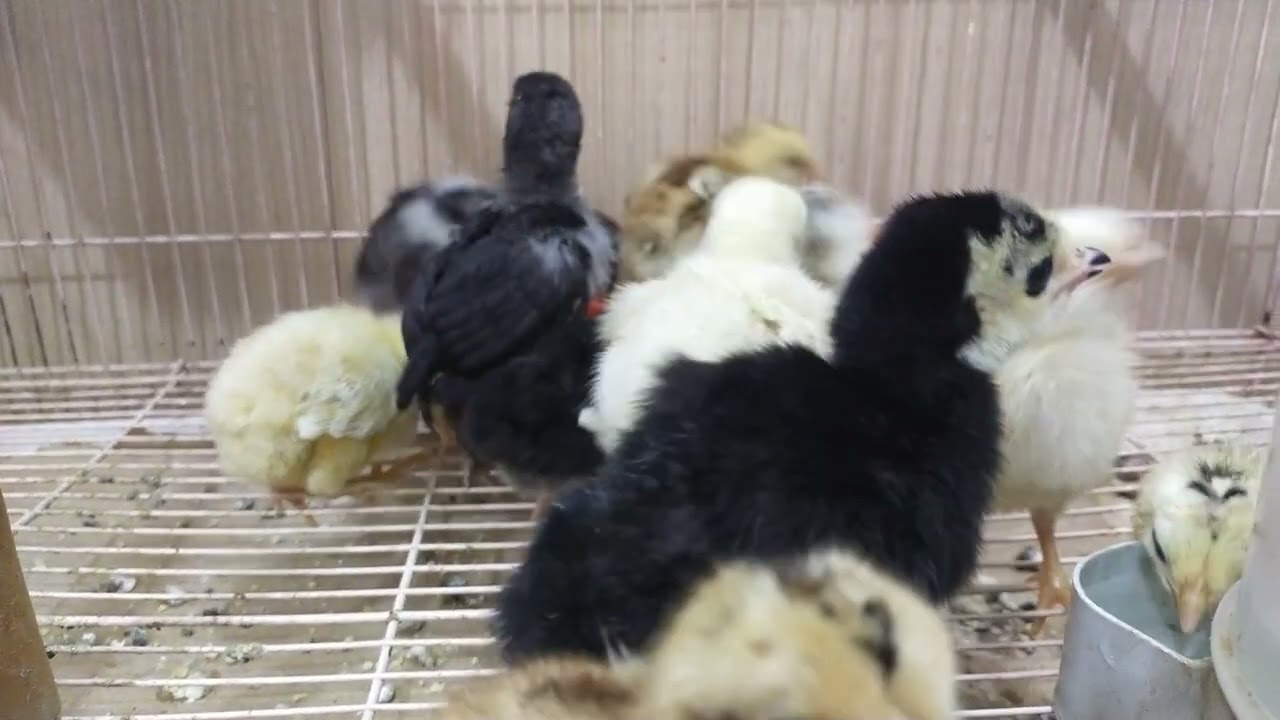 معلومه بسيطه عن افراخ الفسيفس