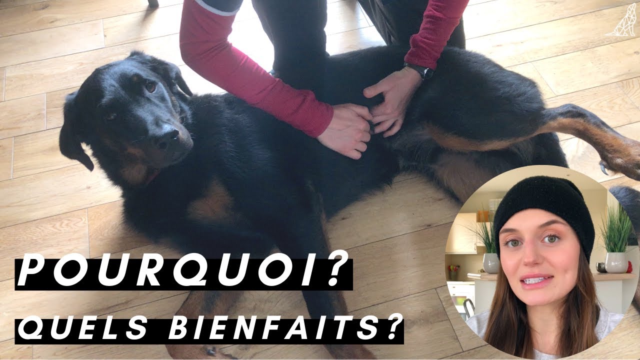 UNE SÉANCE D'OSTÉOPATHIE AVEC MON CHIEN