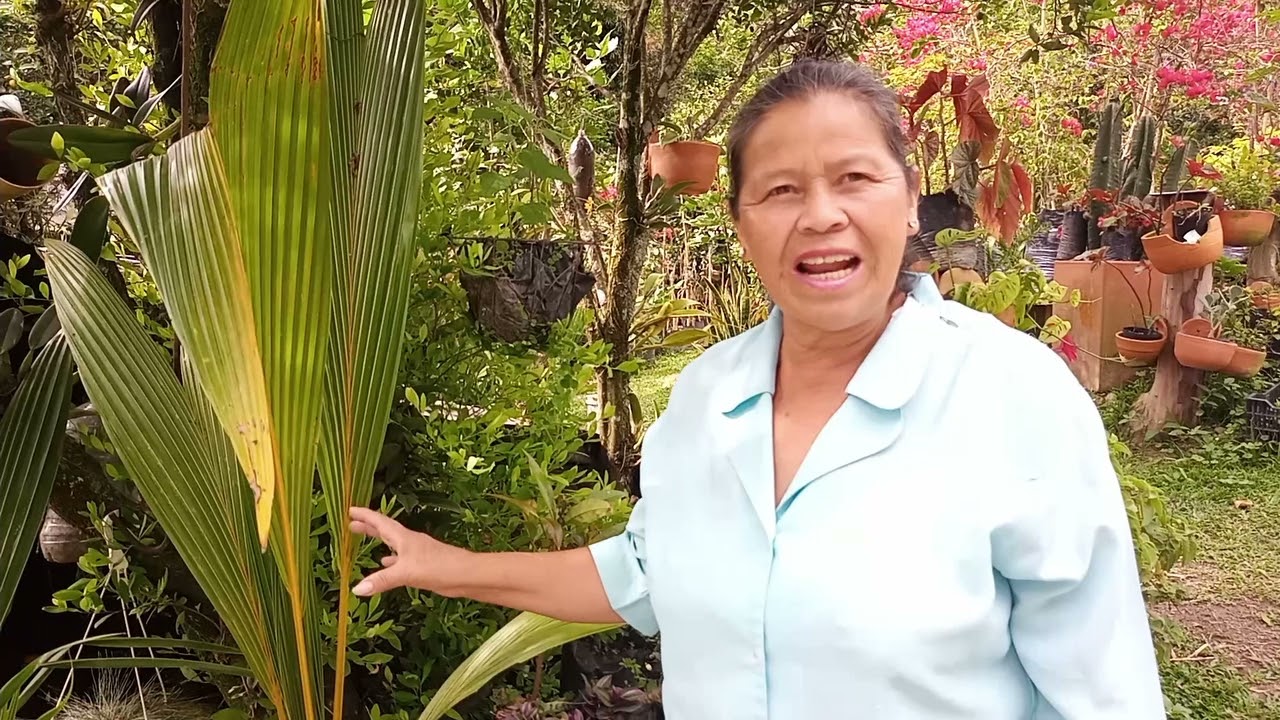 🥥 Curiosidades del Cultivo de COCO / Cultivos Urbanos 🌴