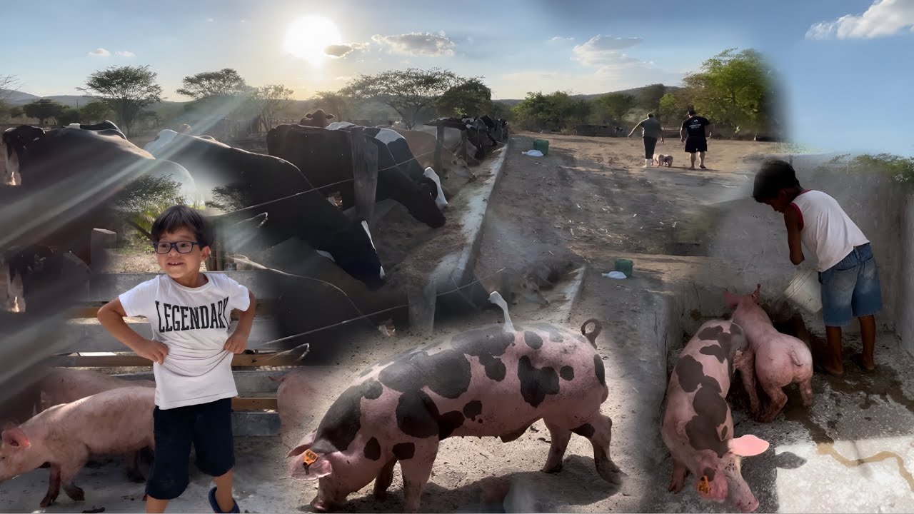 ACOMPANHE OS SUÍNOS ENTREGUES EM AL E PE COM A SNL 🇧🇷🐖🚛