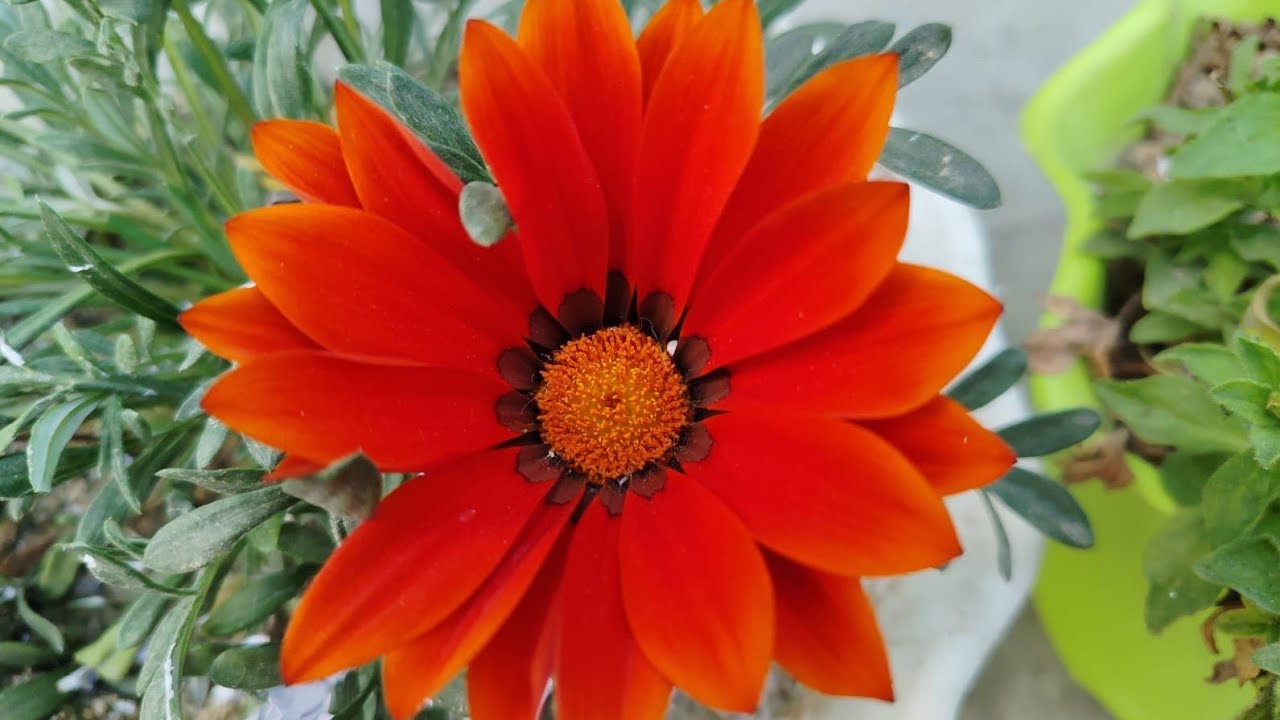 Mai Aur Mere Plants  is live #livestream #gardning # viral