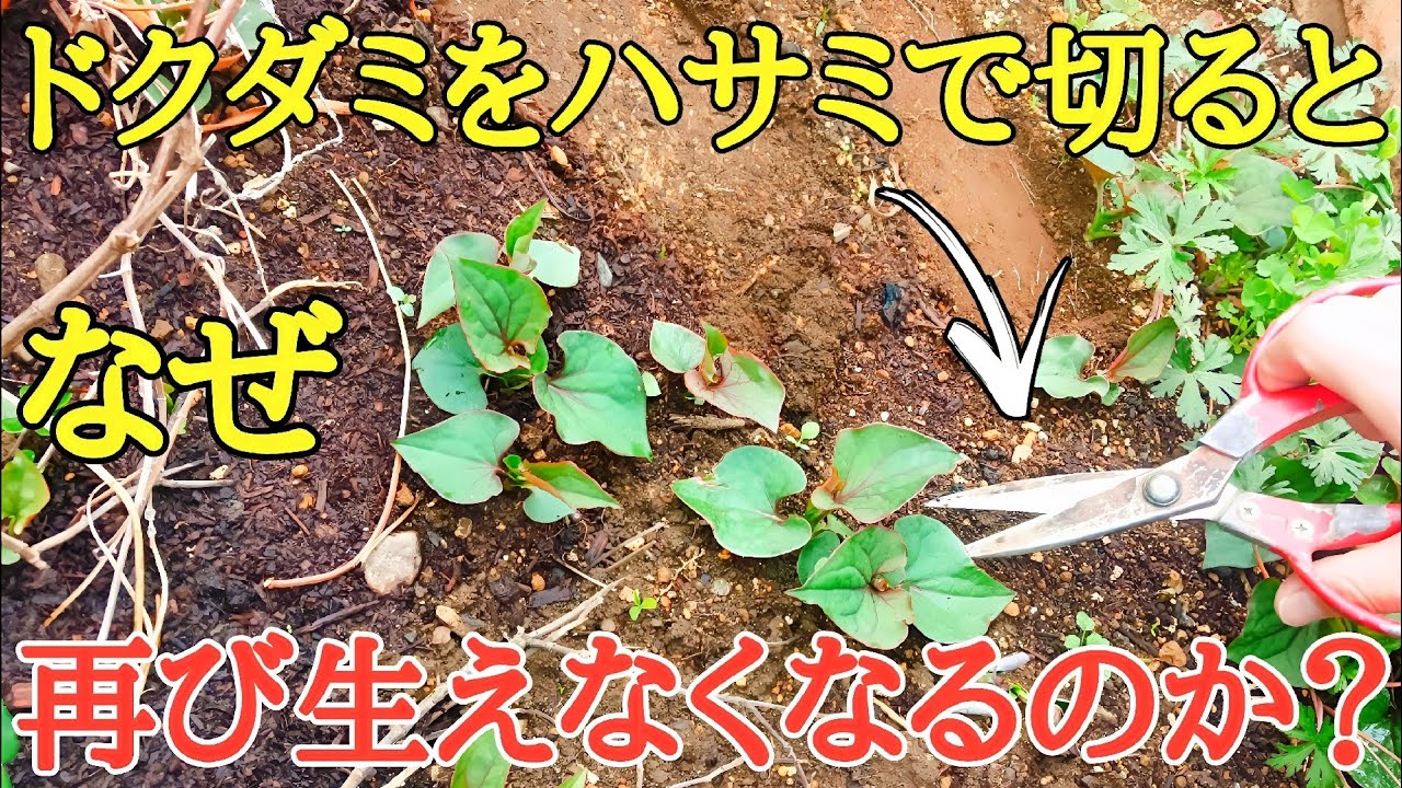 雑草対策｜ドクダミを切ると生えなくなる理由を解説します。