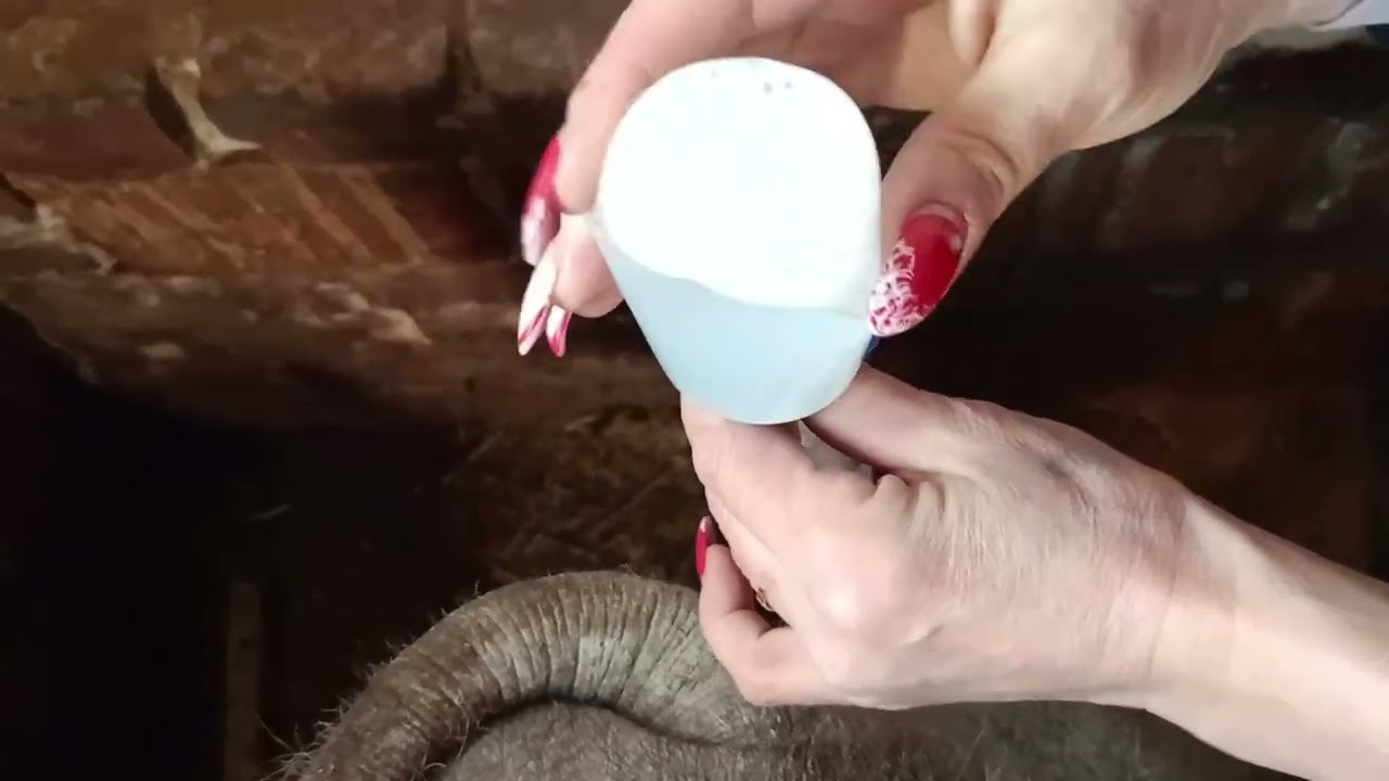 искусственное осеменение свиноматки