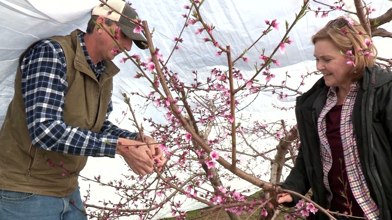 Gwin Orchard Giant Frost Blankets