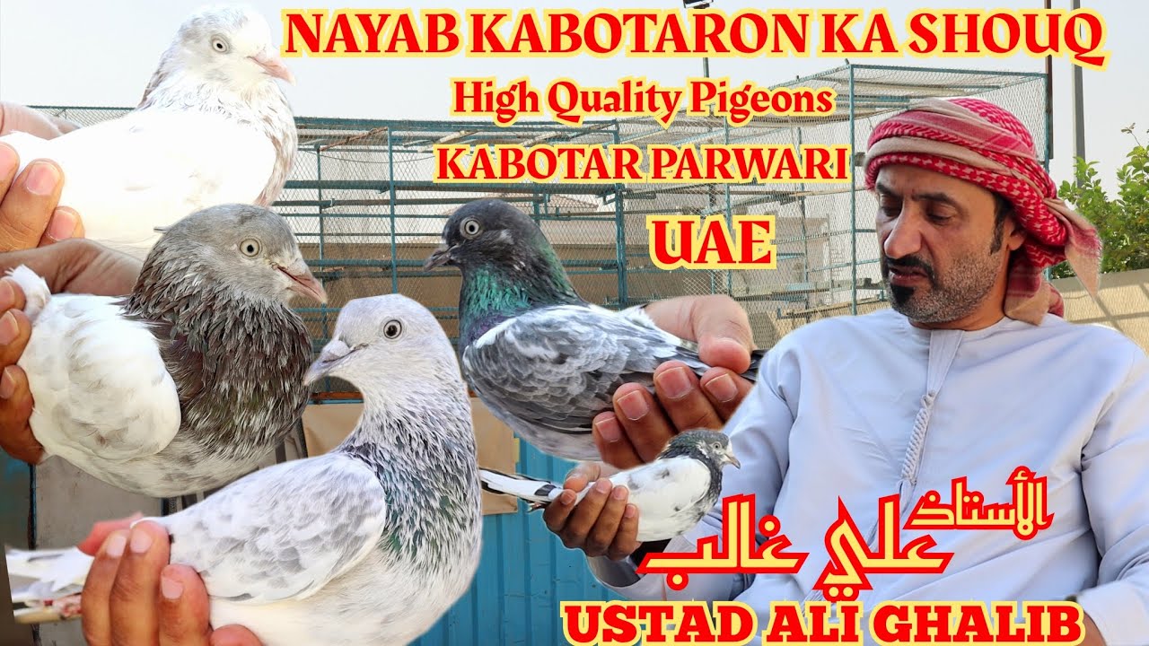 Ustad Ali Ghalib|Nayab Kabotaron Ka Shouq|High Quality Pigeons |UAE Kabotar Parwari 