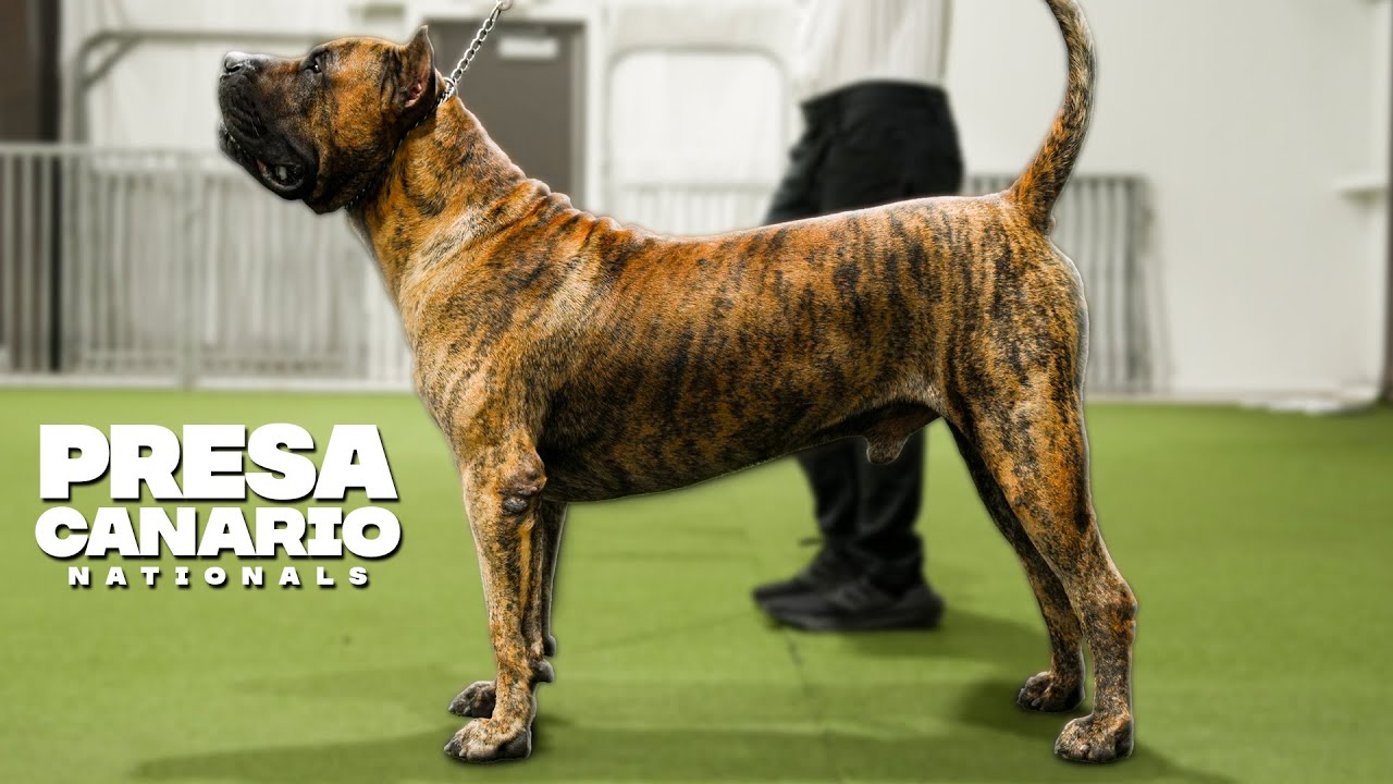 Почему все хотят PRESA CANARIO?