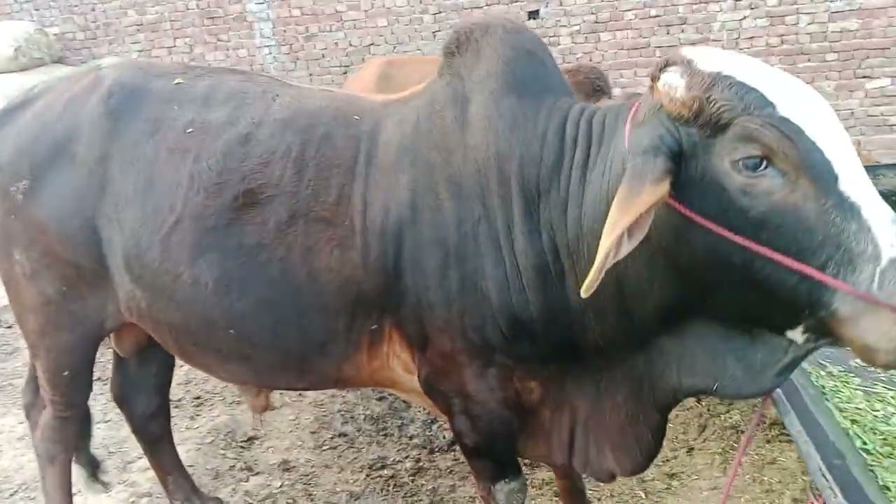 Visit Abdul Rehman Cattle Farm ... Shakargarh 