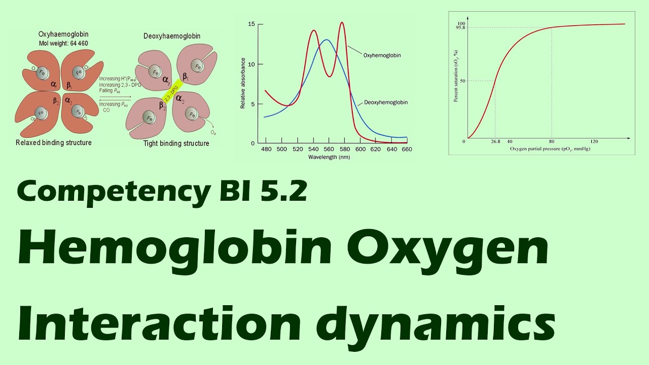 Hemoglobin oxygen interaction dynamics, molecular changes and mechanism of action of 2,3 BPG. BI 5.2