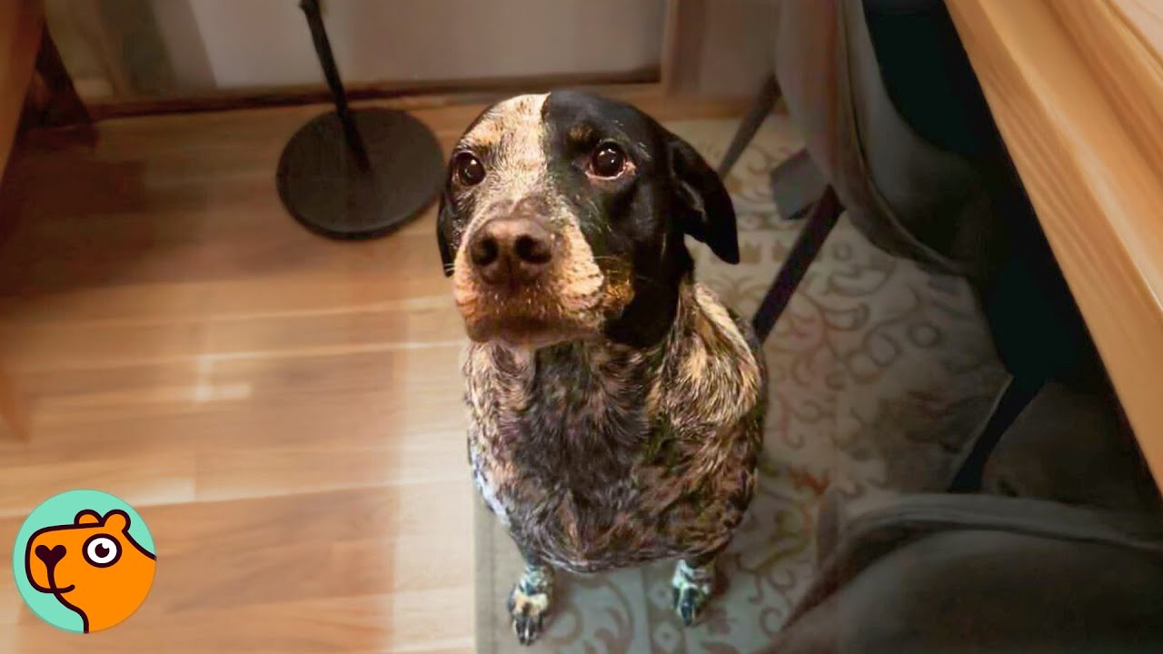 Shelter Dog Celebrates Her First Christmas In a Family | Cuddle Buddies
