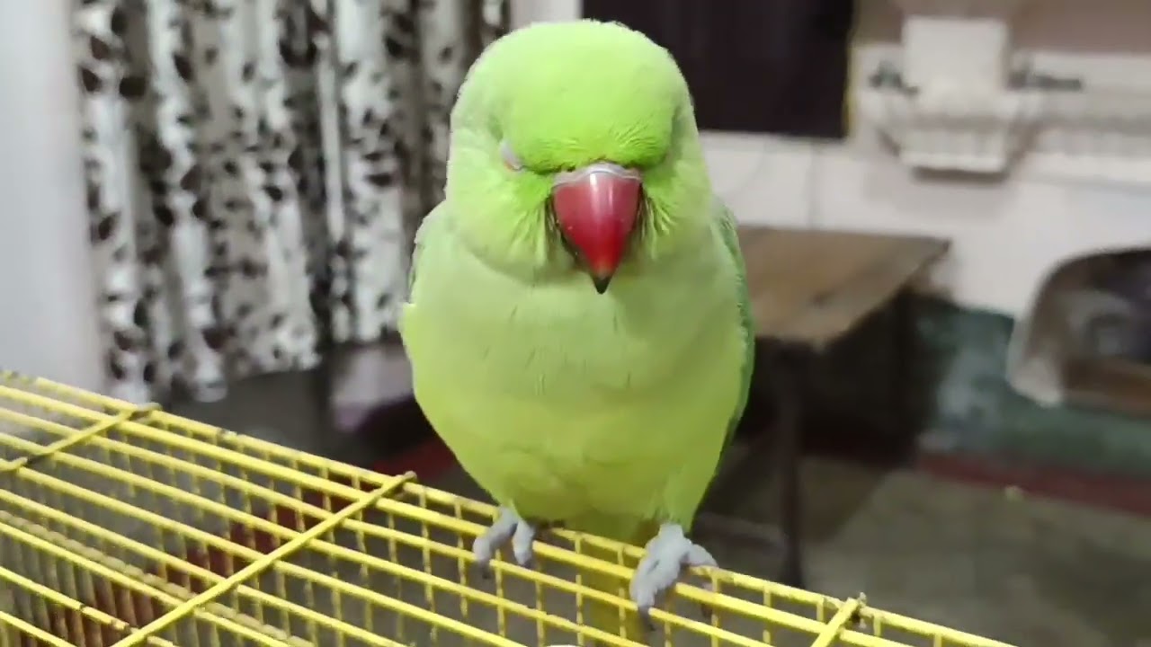 Talking parrot 🦜// mithu mithu bolne wala mithu parrot @mithurajavlogs23