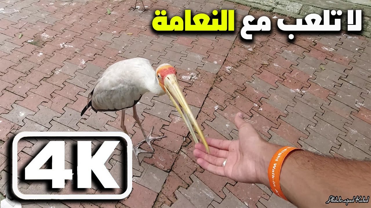 هل أستطيع زيارة عشره أماكن في كولالمبور في يوم واحد 🇲🇾 🧞‍♂️🚝🚅🗼🏰🏙