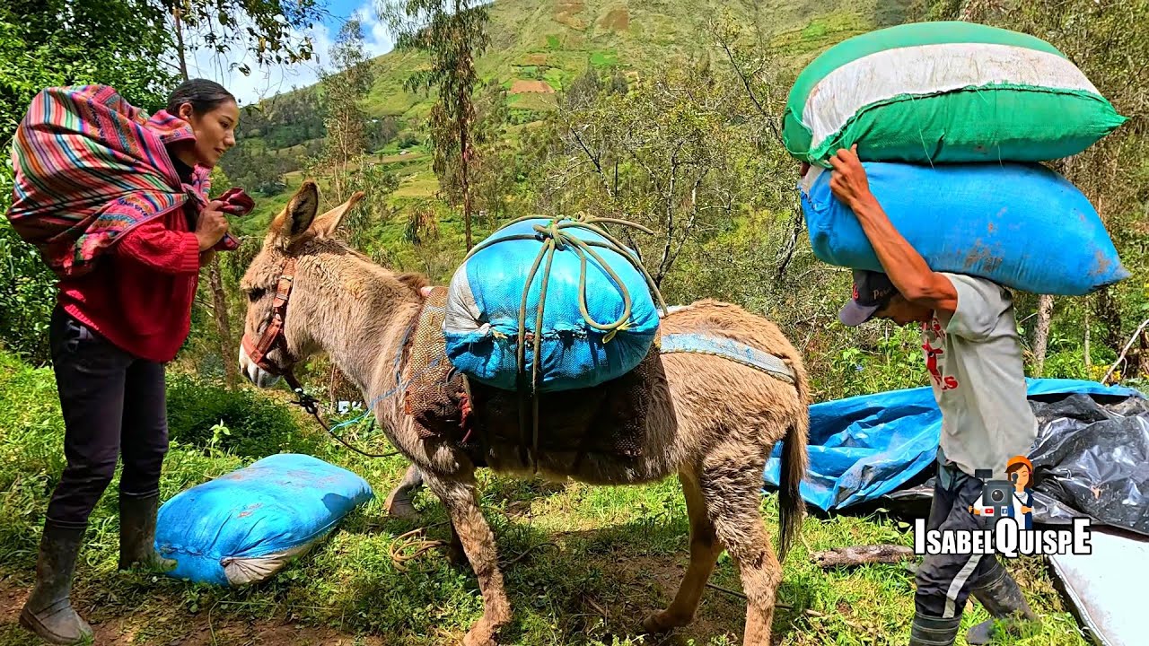 Así Llevamos Guano a la Chacra para Sembrar Papa | Isabel Quispe