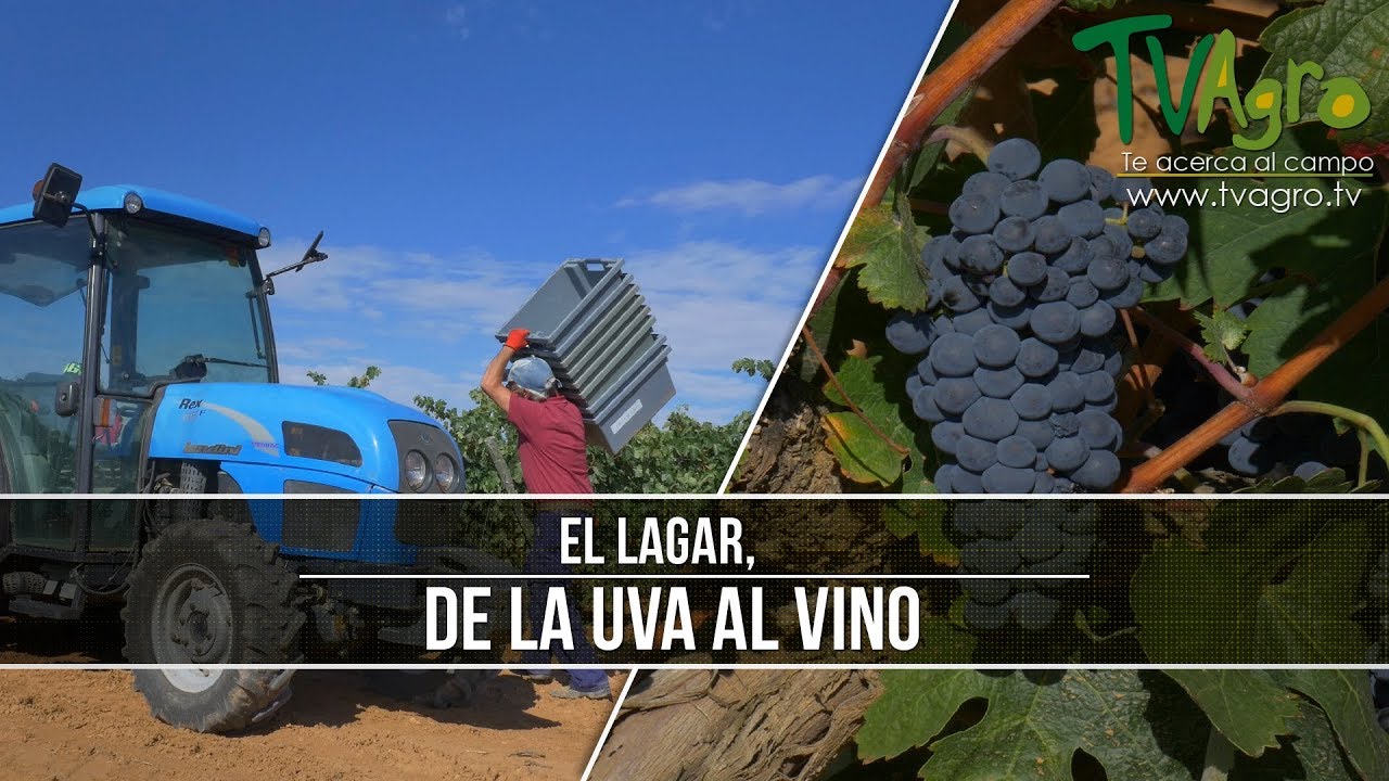 Que es el Lagar del Vino - TvAgro por Juan Gonzalo Angel