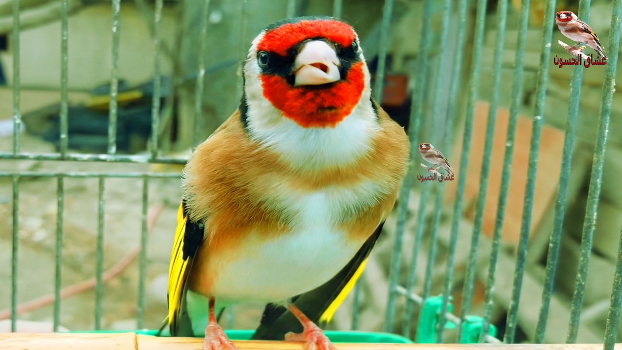 Европейский щегол поет, щегол поет, как @user-goldfinch