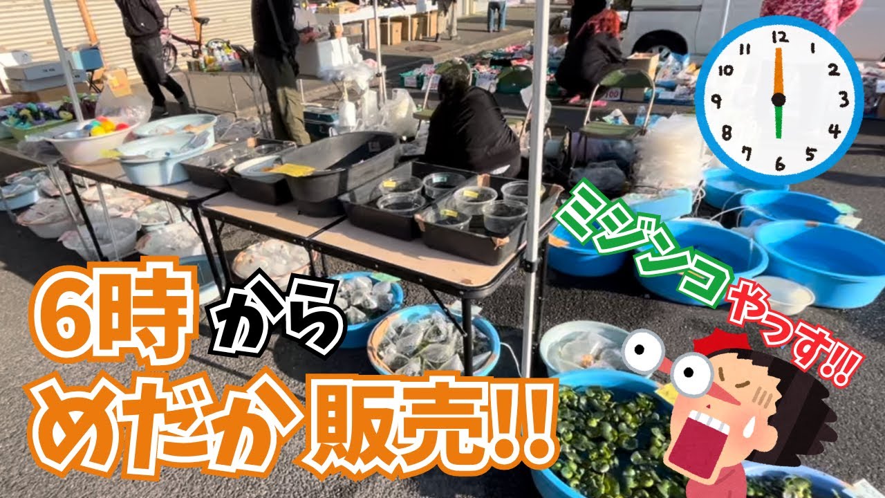 県内で一番早いめだか対面販売！！早起きしたらおすすめ！