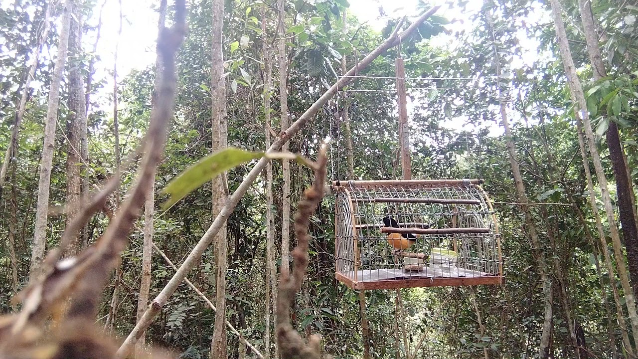 pikat murai batu super gacor #mikat