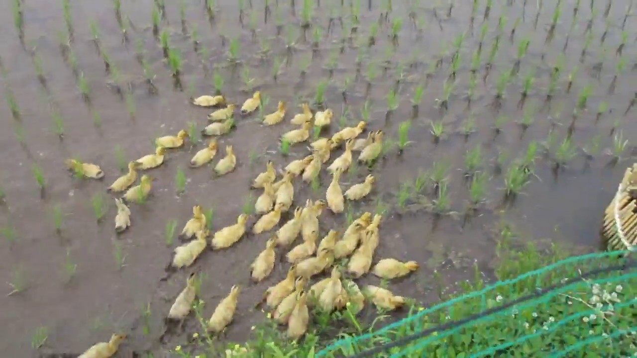 合鴨の雛たち出番だよ⑥　一晩、田圃の小屋で過ごした合鴨の雛たち、翌朝いよいと田圃へ出動です（二班）