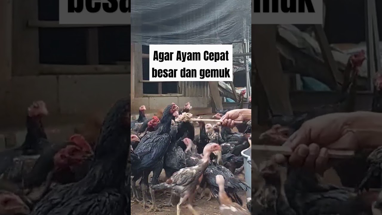 Быстрорастущие цыплята &mdash; альтернативный корм для кур с высоким содержанием питательных веществ