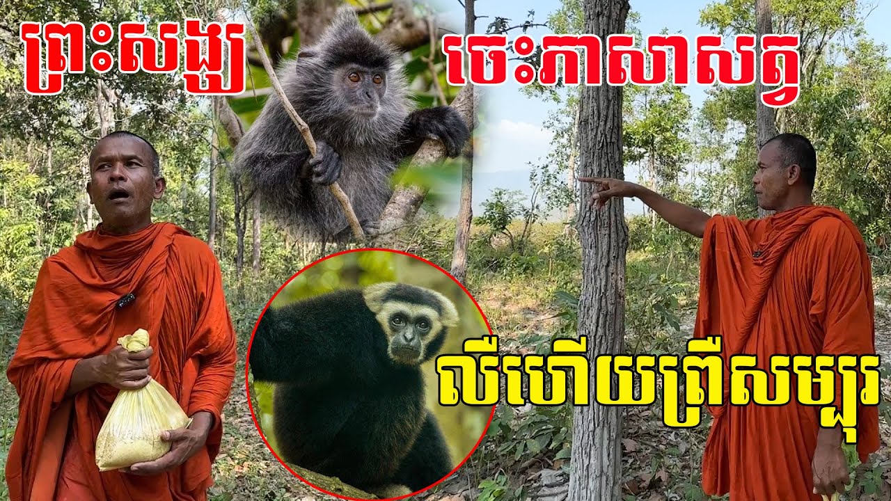 អស្ចារ្យណាស់ ព្រះសង្ឃមានញាណពិសេសចេះភាសាហៅសត្វ