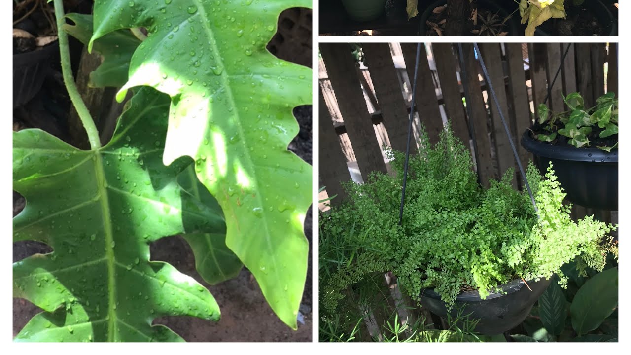 Atualização:trouxe mais plantas pro cantinho das folhagens/o sol ta judiando das bonitas 🥲