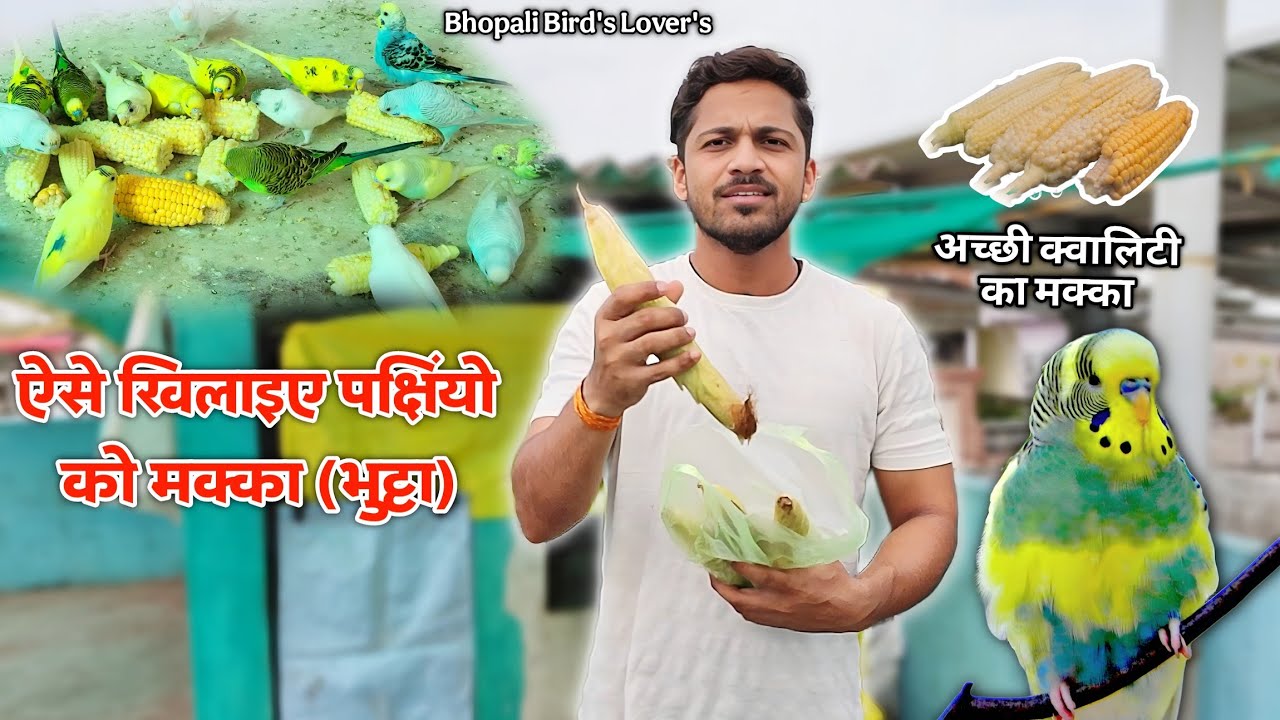 Birds ko khilaye Makka/ Bhutta Barish 🌧️ me kese//Bhopali Bird's Lover's