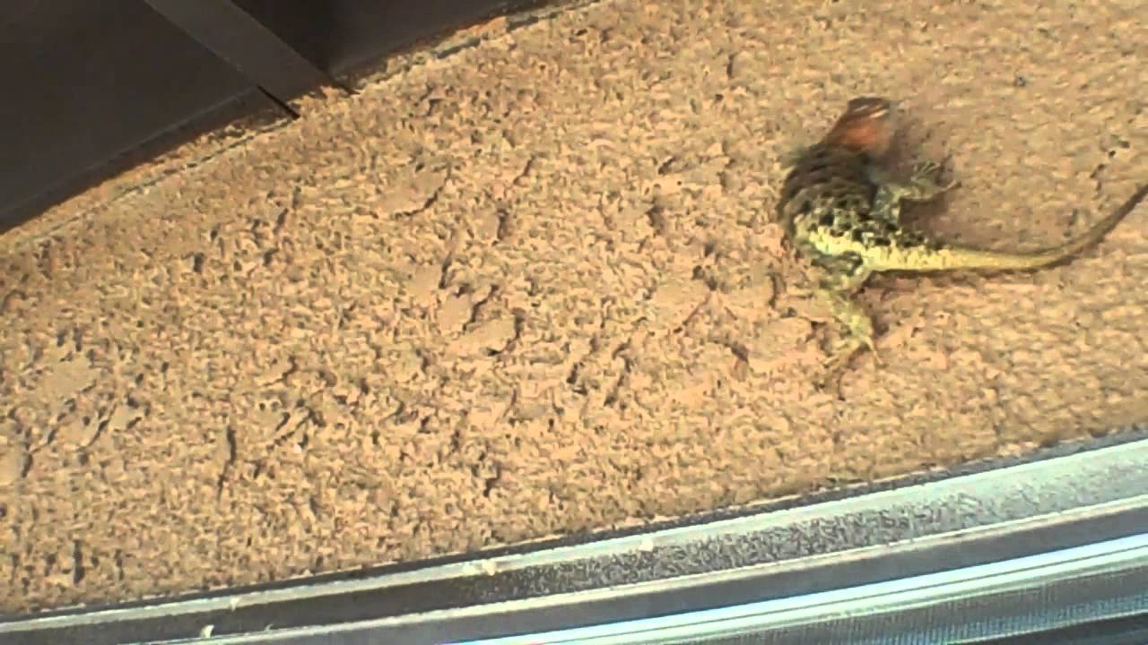 Yellow Spiny Backed Lizard