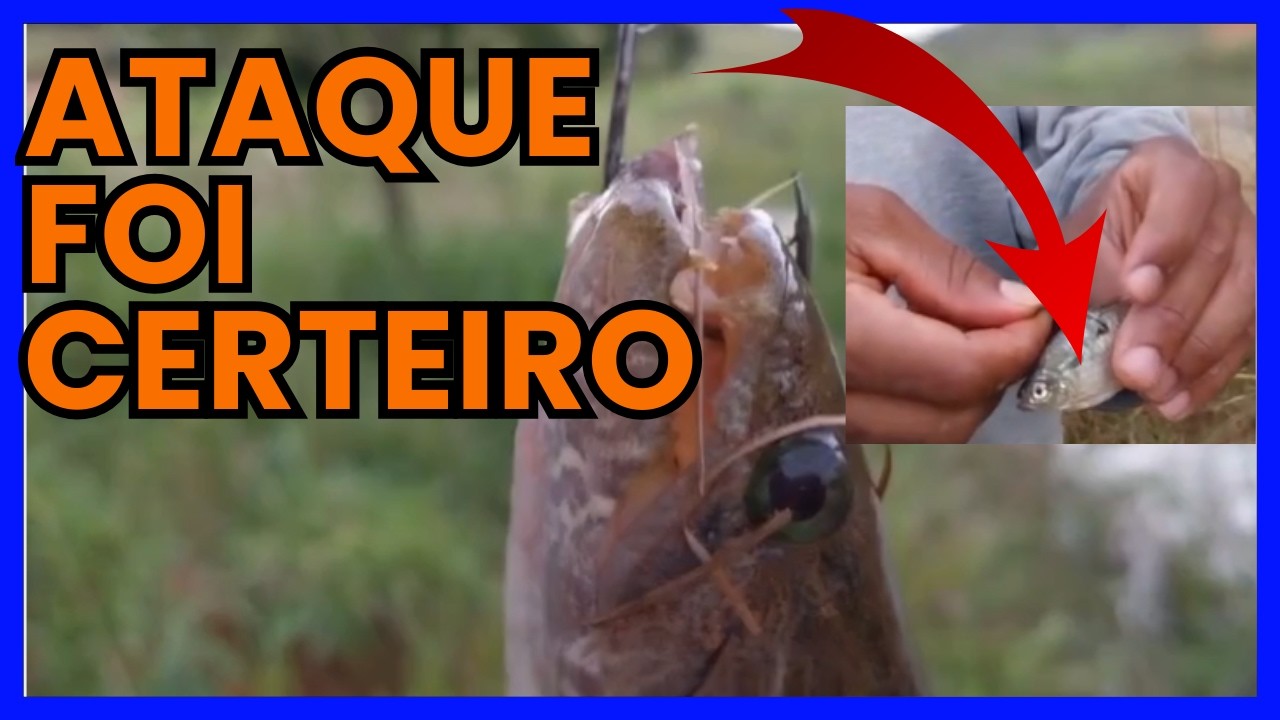 Melhor Isca Para Pegar Traíra – Funciona Mesmo  
