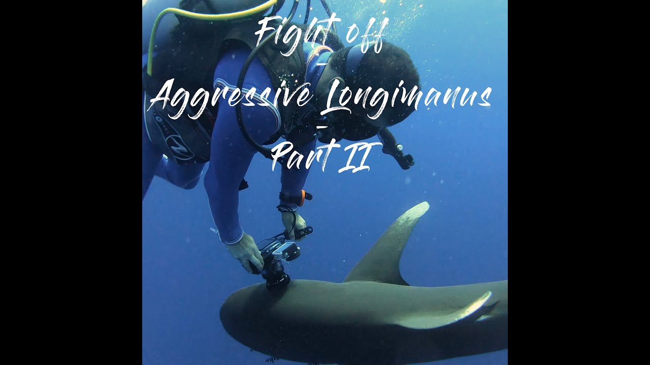 Haitauchen &Auml;gypten mit aggressivem Longimanus: Vermeiden eines Haiangriffs, Brothers Rotes Meer