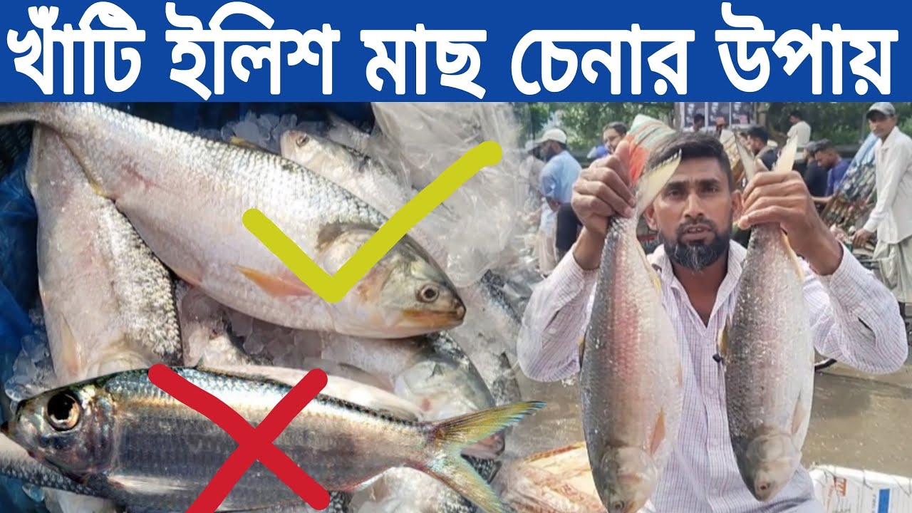 চাঁদপুরের ইলিশ ও পদ্মার ইলিশ চেনার উপায় ব্যবসায়ী ভাইয়ের গুরুত্বপূর্ণ কথা // ilish Fish market